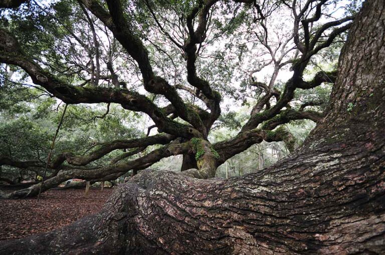 Angel Oak Tree - Saint Johns, Charleston, SC